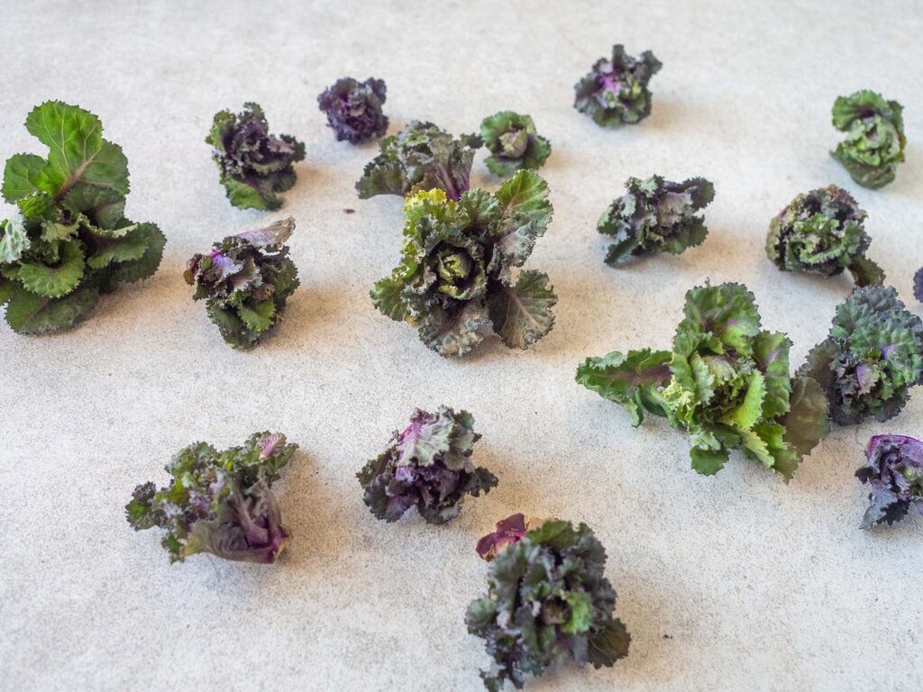 flower sprouts